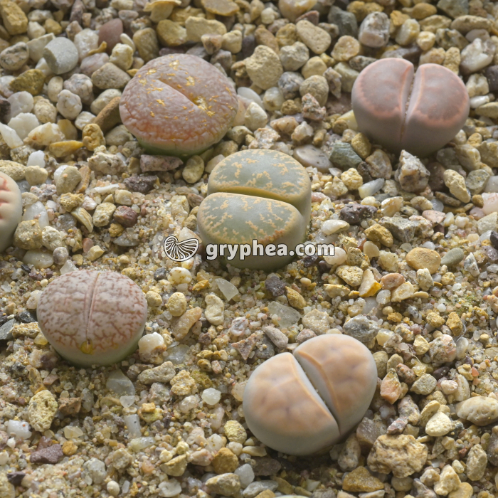 Plantes-cailloux de différentes espèces (Lithops sp.) - gryphea.com